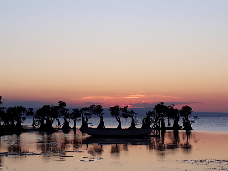 stranden, Mangrove, solnedgång