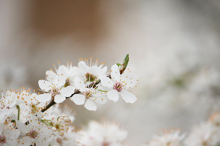 vacances de primavera, bogeria de març, endavant primavera, flor de primavera, arbre en flor, com arbres amb flors de fotografia, flor blanca