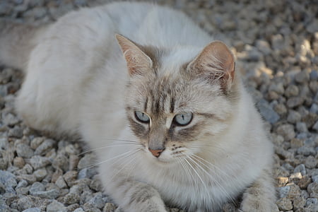 Kot, niebieskie oczy, Głowica, Koci, zwierząt, zwierzę domowe, wąsy