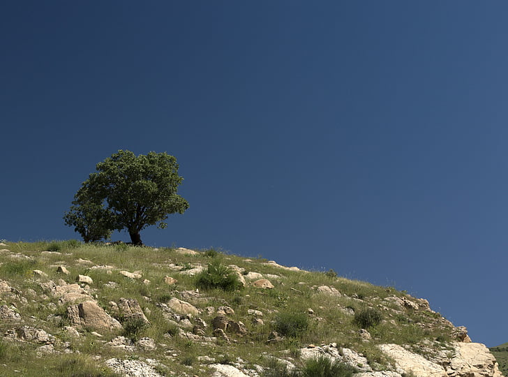 tree, sky, blue, green, hill, lonely