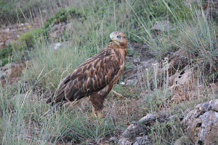 long-legged buzzard, on the prowl, predator, wild