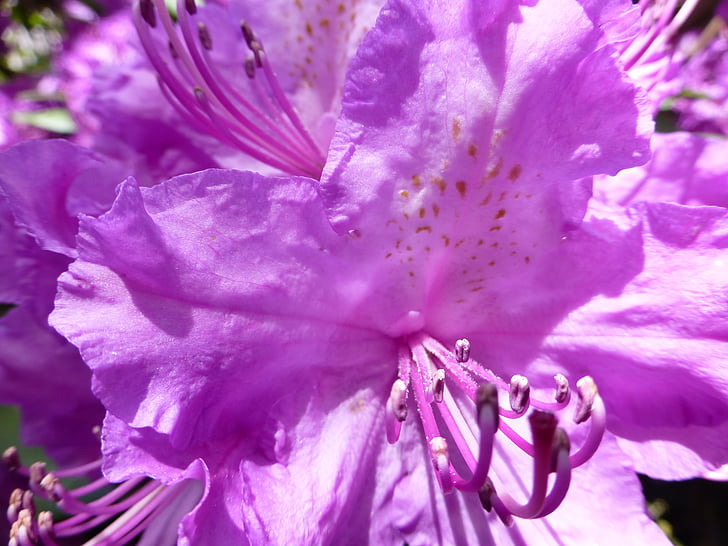 Blossom, blomst, rhododendron, våren