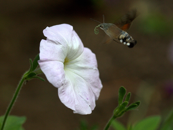 moth, hummingbird, flower, pollen, flight, insecta