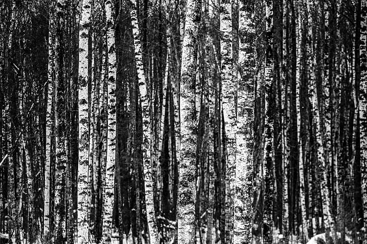 Birch, hutan, pohon, kayu, alam, musim dingin, pola