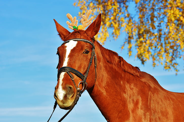 Кінь, Різдво, Смішний, тварини, Ride, через наш сайт, Симпатичний