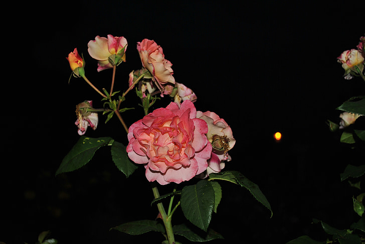 fiori, Rose, estate
