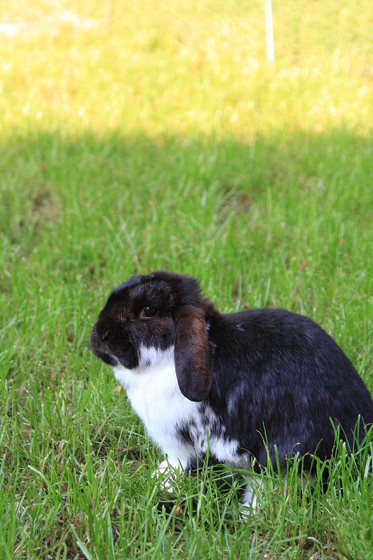 dwarf rabbit, garden, summer, pet