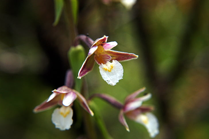 Marsh helleborine, Epipactis palustris, orchidej, chráněná rostlina