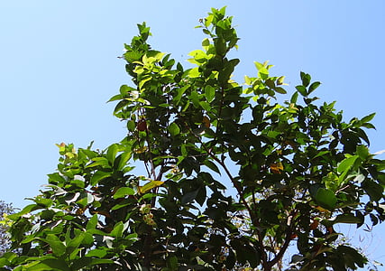 Syzygium jambos, träd, Rose apple, frukt, Tropical, Indien