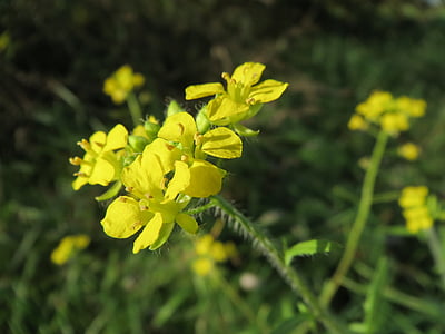 Sisymbrium loeselii, moutarde de tumbleweed petit, sisymbre Tall, fausse roquette de Londres, fleurs sauvages, flore, botanique