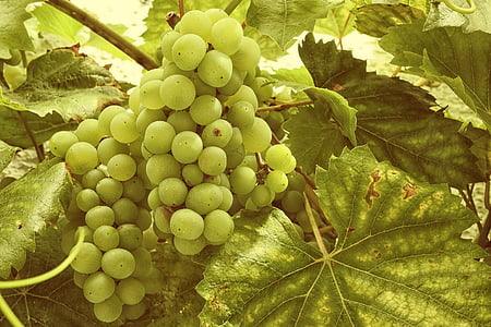 grapes, grapevine, vine, vines stock, rebstock, green, grape