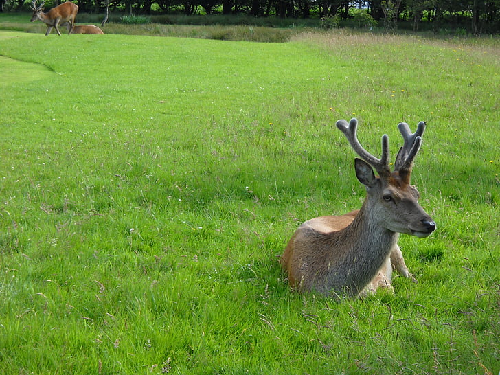 deer, antlers, wildlife, animals, scotland