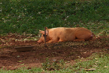cochon, boue, cahier des charges, saleté, sauvage, nature, Cuba