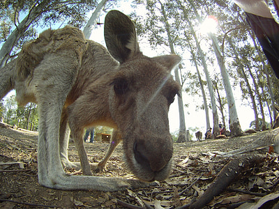 kenguru, Australia, hoppe, skapning, dyr, dyreliv, Wild