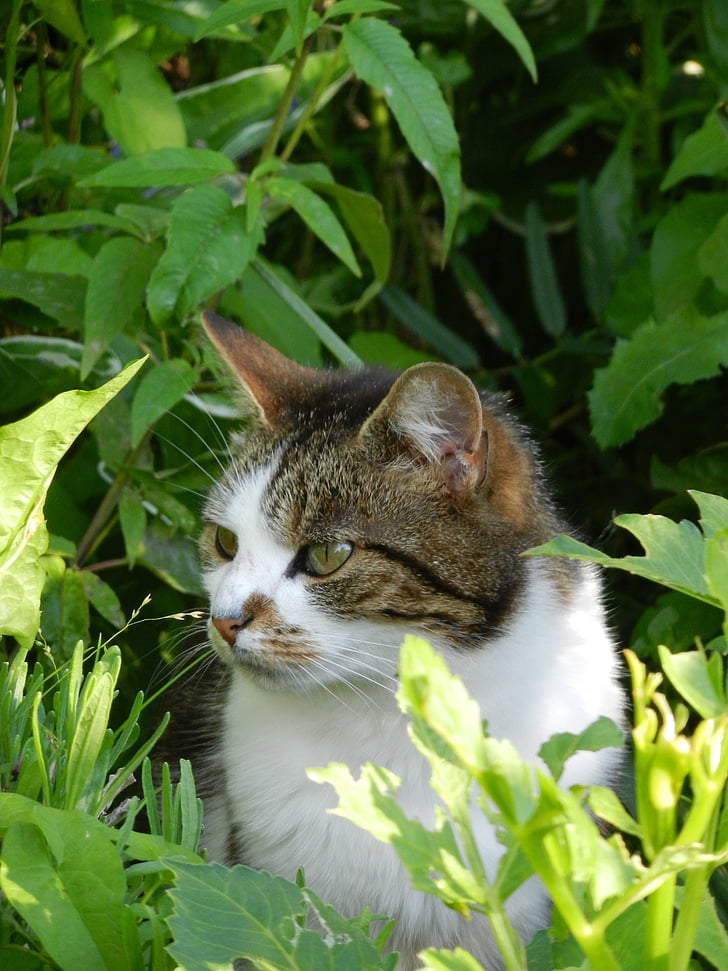 con mèo, Sân vườn, màu xanh lá cây, Thiên nhiên