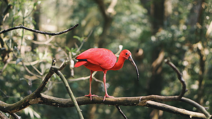 red, long, nose, bird, forest, tree, parque