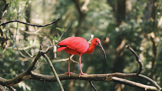 rosso, lungo, naso, uccello, foresta, albero, Parque