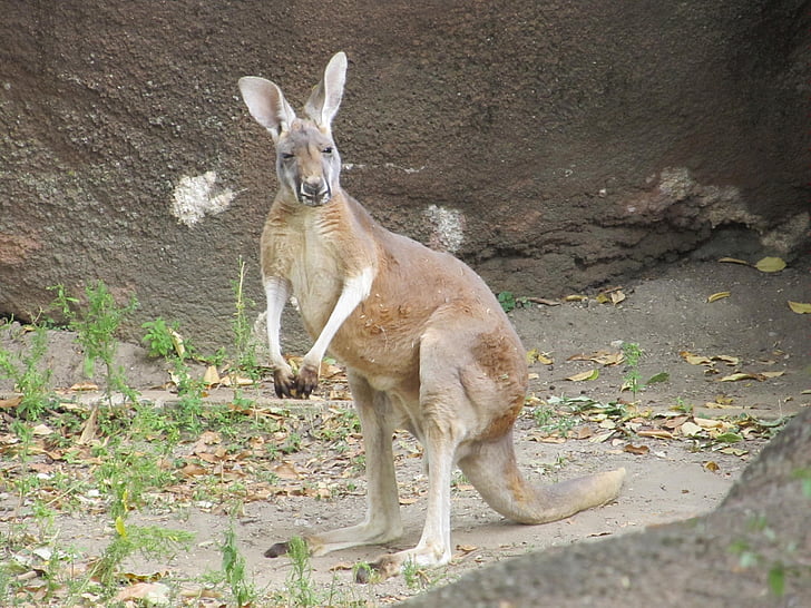 Kangourou, debout, à la recherche, faune, Aussie, Zoo, marsupial