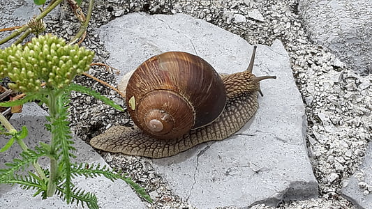 snail, stone, natural, animal, slimy, nature, mollusk