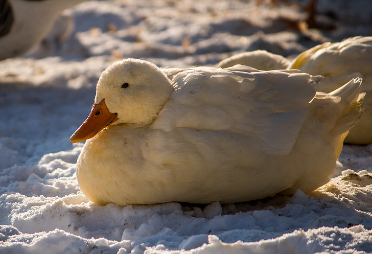Duck, looma, talvel, lind, Sunny