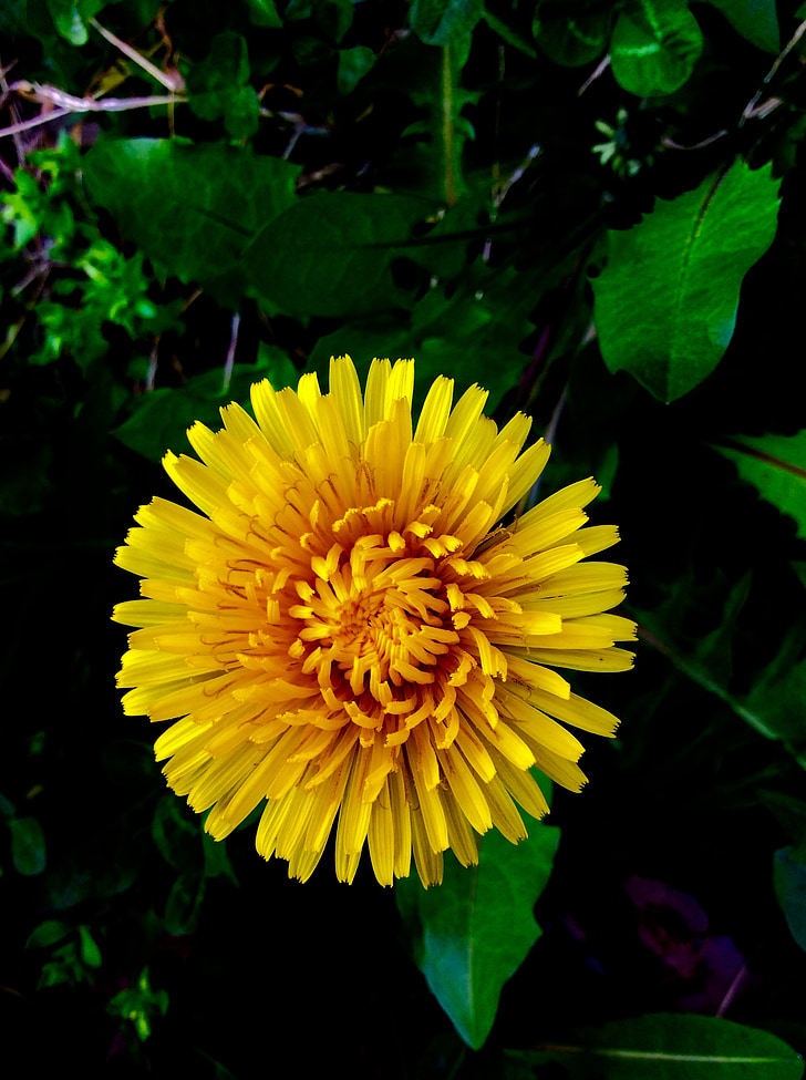 flower, yellow, dandelion