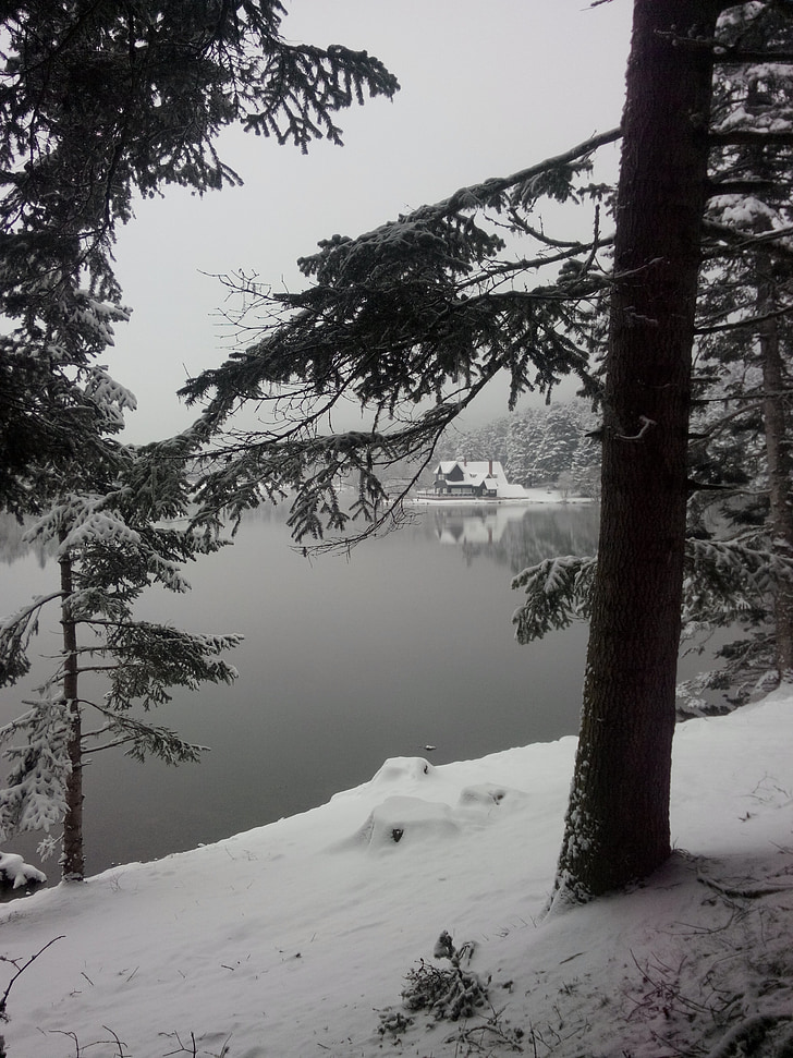 snow, tree, lake, winter