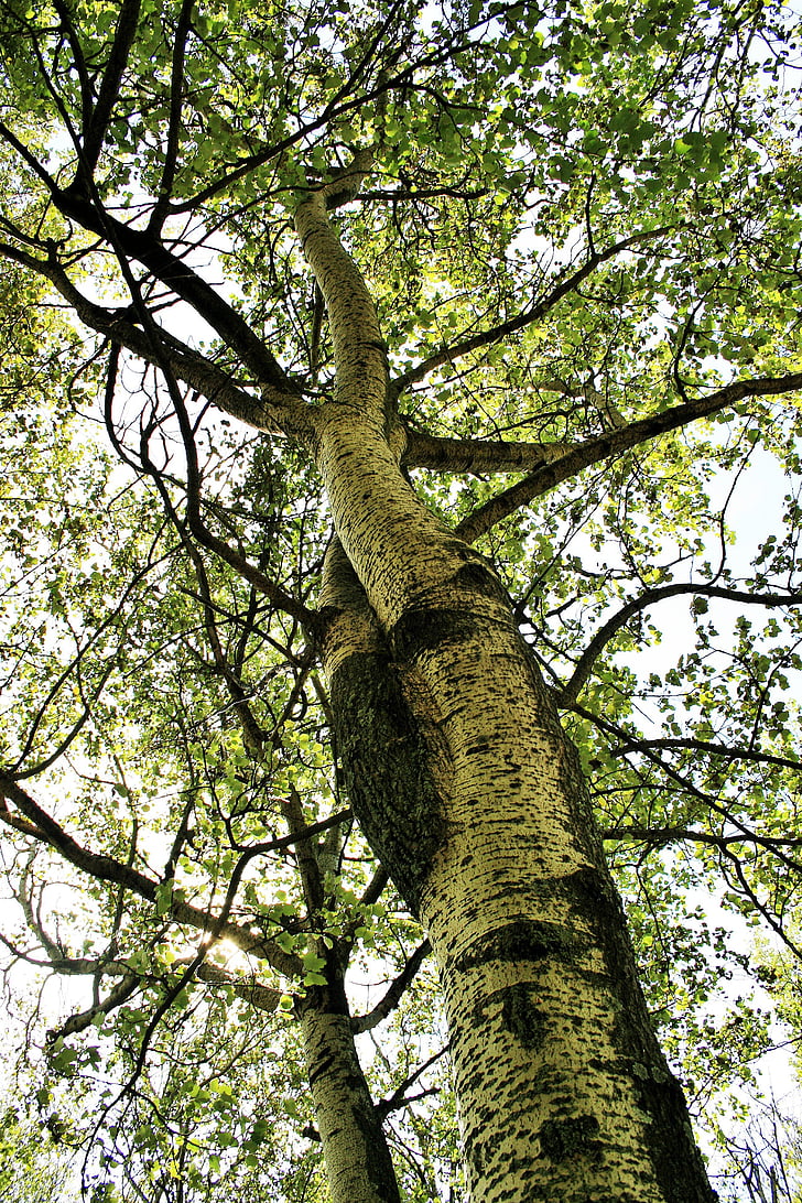 Birch, pohon birch, pohon, cabang, daun, dedaunan, tinggi