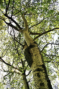 Birch, pohon birch, pohon, cabang, daun, dedaunan, tinggi