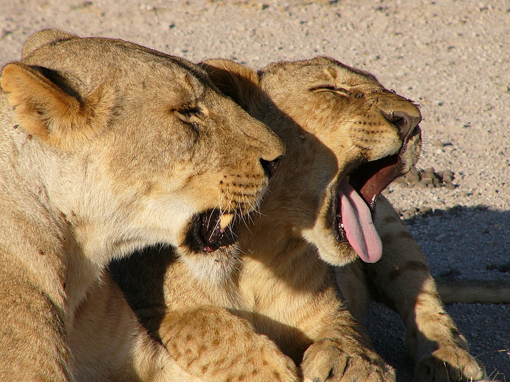 anaknya, singa betina, Afrika, Safari, menguap, hewan, satwa liar