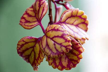 plant, macro, nature, leaf, close-up