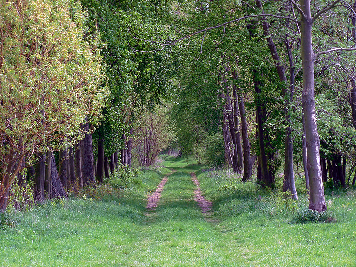 lane, forest path, forest, landscape
