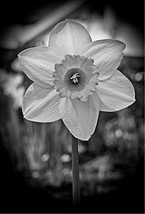 påsk blomma, Narcissus, Daffodil, våren, Blossom, Bloom, blomma