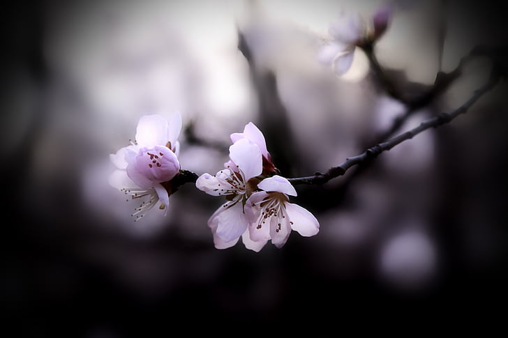 flor de préssec, primavera, natura, branca, primavera, arbre, pètal