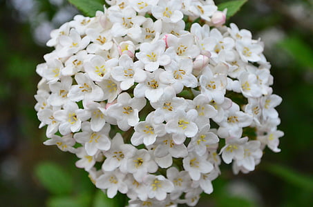 Leylak, Lila bush, çiçeği, Bloom, Beyaz, çiçek