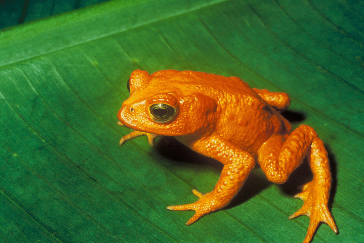 Gold toad, Toad, anuran, bufonidae, incilius periglenes, sukupuuttoon, bufo periglenes