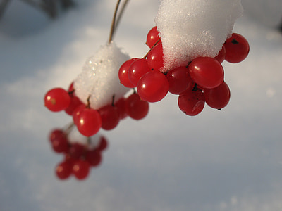 Rowan, naturen, vinter, Ryssland