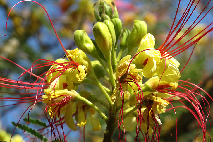 Vegetation, Blume, Caesalpinia