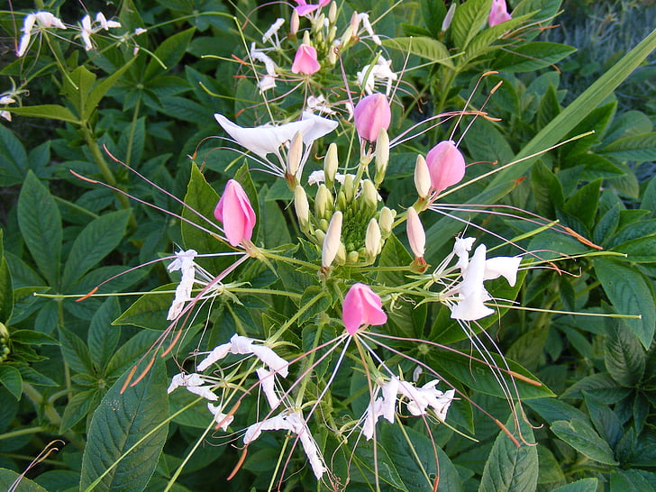 일반적인, 꽃, 그린, 허브, officinalis, 핑크, saponaria