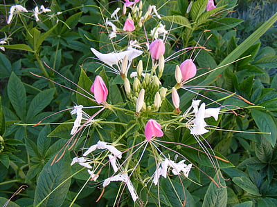 Umum, bunga, hijau, herbal, officinalis, merah muda, saponaria