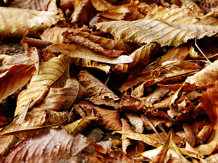 rudens, Leaf, atstāj, kritums, daba, krāsa, sezonas