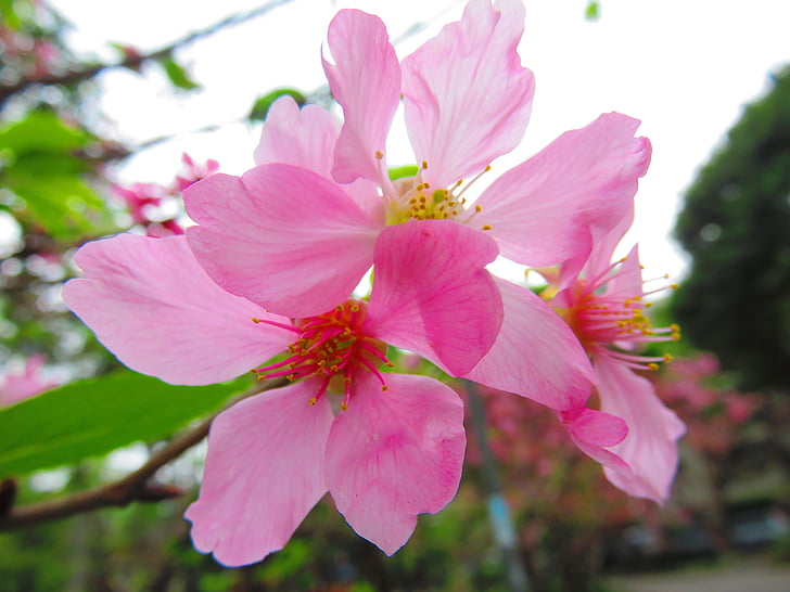 cseresznye virágok, Yoshino yīng, virág, tavaszi, rózsaszín, növény