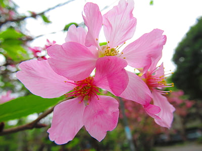 Hoa anh đào, Yoshino yīng, Hoa, mùa xuân, màu hồng, thực vật