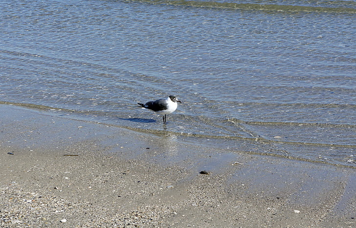 seagull, bird, ocean, water, lonely, beach, sea