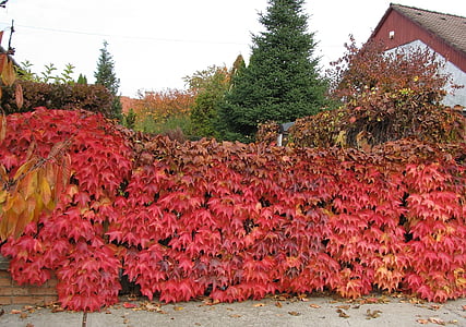 daun, musim gugur, merah, pagar hidup, daun, alam, pohon