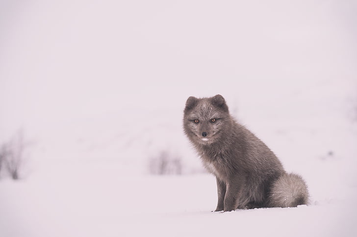 šedá, čtyři, kamaše, zvíře, sníh, Foto, polární liška