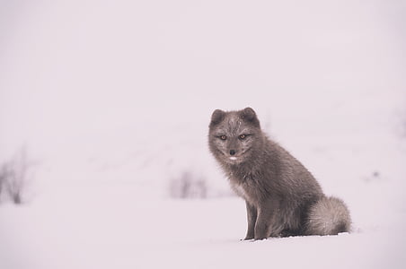 γκρι, τέσσερις, με πόδια, ζώο, χιόνι, φωτογραφία, Αρκτική αλεπού