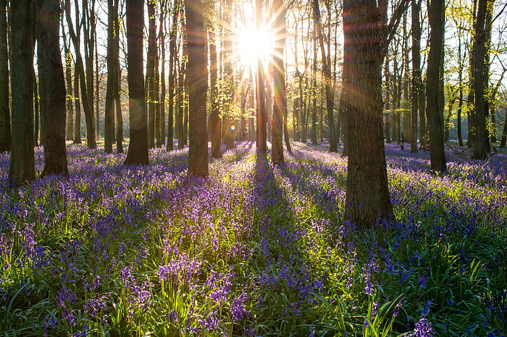 Bluebell, skogen, England, våren, naturen, landskap, Woods
