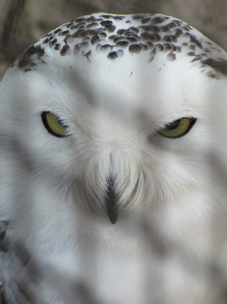 Snowy owl, Owl, sở thú, korkeasaari, lồng, bị giam giữ, nhà tù