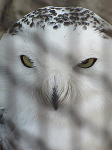 snowy owl, owl, zoo, korkeasaari, cage, captive, prison
