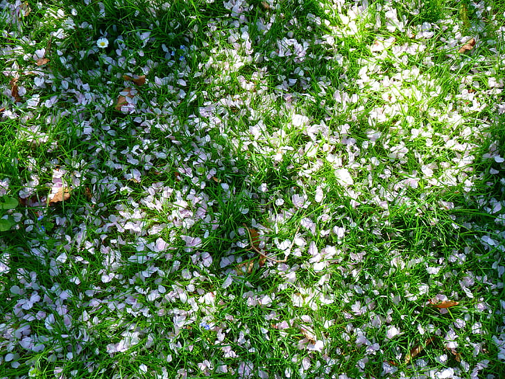 꽃잎, 하얀, 초원, 잔디